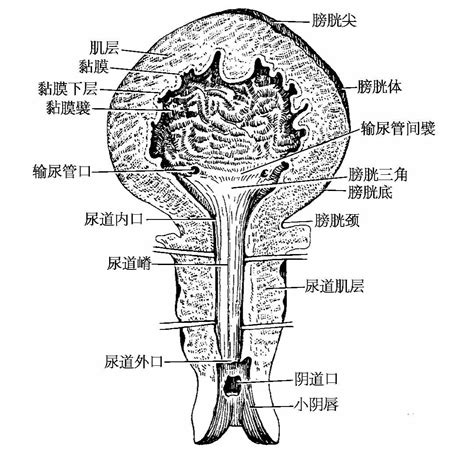 無毛陰道|人體解剖學/女性外生殖器及女性尿道